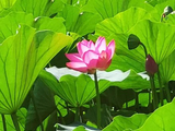 新荷叶·韵岀香吹
