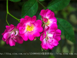 百花吟之十姊妹花2026
