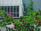 134@365(2026/05/14)：过了立夏就桑拿