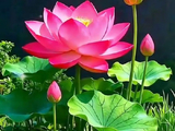 七律·五月莲开红似火