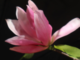 [转载]百花64.15日出玉兰红胜霞（七律）