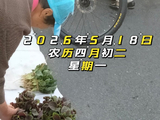 逛路边摊菜市场(见闻)[日记]