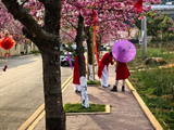 弥勒租舍村樱花节后看樱花