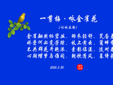 一剪梅·咏金雀花