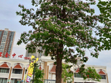 怒放的楸树花（1）