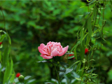芍药