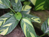 [转载]百花64.39黄金马赛克锦叶竹芋（七律）