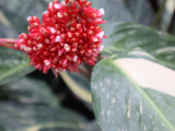 [转载]百花64.34三色茂盛紫背竹芋（七律）