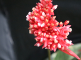 百花64.44多蒂彩虹竹芋颂（七律）
