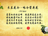 木兰花令·咏令箭荷花