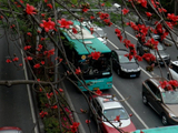 [转载]深圳第一景观大道.醉美春色(组图)