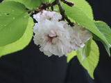 [转载]百花64.56金泽兼六园菊樱（七律）