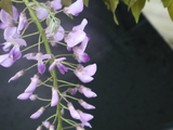 [转载]百花64.49开东阁多花紫藤（七律）