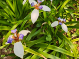 [转载]《谷雨时节草色肥》