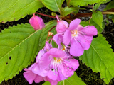12662七绝·休宁之齐云山：山花小烂漫-皖南春暮(52)
