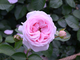 一花一世界