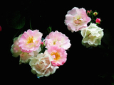 [转载]花之韵287：诗意蔷薇第二组图片