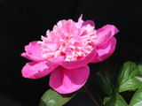 [转载]百花64.73诗画高杆红芍药（七律）