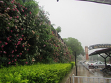 雨中的月季花墙（1）
