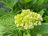 绣球花初绽