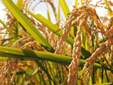 【阅读札记】21世纪两次世界性粮食危机的深层原因