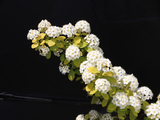百花64.91恢弘麻叶绣线菊（七律）