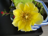 [转载]一花一世界