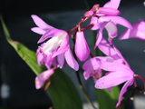[转载]百花64.95白芨芳名鹤顶兰（七律）
