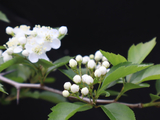 [转载]百花64.94冬季王卵叶绿山楂（七律）