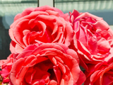 月季花