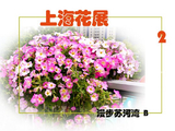 [转载]《上海花展》（2）《苏河湾》B