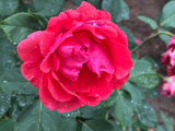 小满翌日雨中观赏月季花（1）