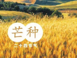 芒种：五件小事能旺运！