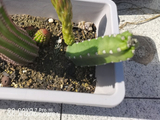 [转载]一花一精彩