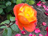 小满翌日雨中观赏月季花（3）