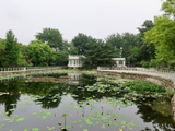莲花绽放（4）