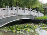 莲花绽放（1）