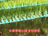 长春南湖公园生机勃勃