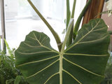 2025年植物园随拍——热带植物叶子（1）