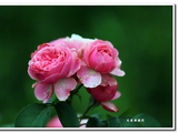 [转载]行走湘西：月季花盛开的村庄（上）