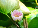 6月8日河北园的莲花（2）