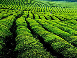 岚起茶香中的时光哲学——读朱以撒散文《岚起处有茶香》