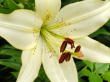 百合花