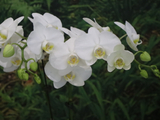 [转载]百花66.11月亮兰花蝴蝶兰（七律）