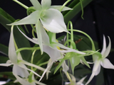 [转载]百花66.5中非基音彗星兰杂交群（七律）
