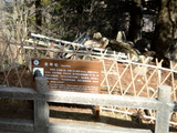 【安徽黄山】遗憾放弃始信峰