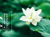[转载]【原创】读诗人无敌丁老头《调笑令.夏至》有感