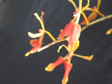 [转载]百花66.35经典云南火焰兰（七律）