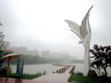 雨荷（3）