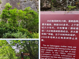 180@365两口子赴闽·大红袍